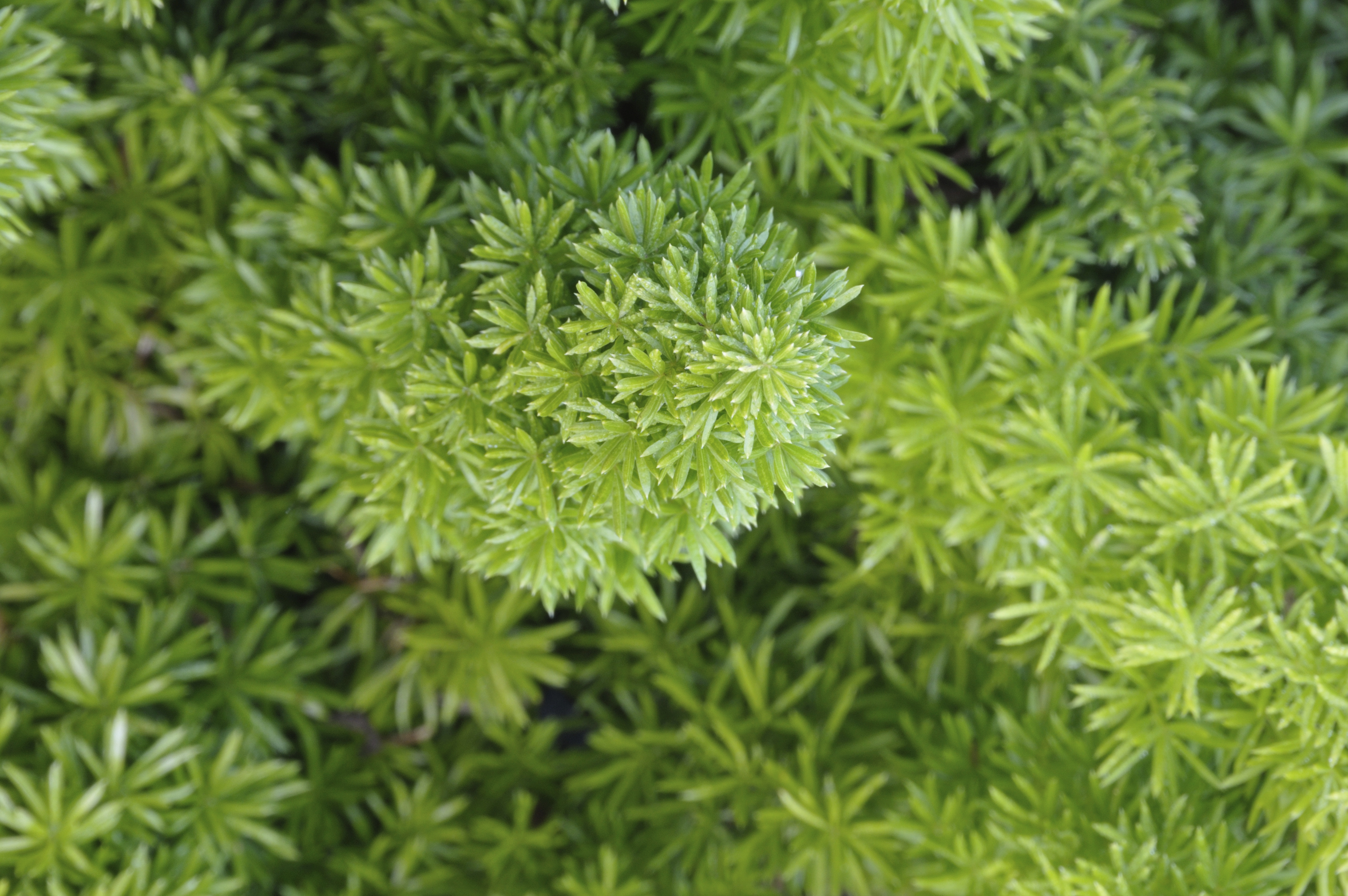 asparagus fern poisonous to dogs
