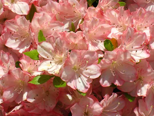 rhododendron poisonous to dogs