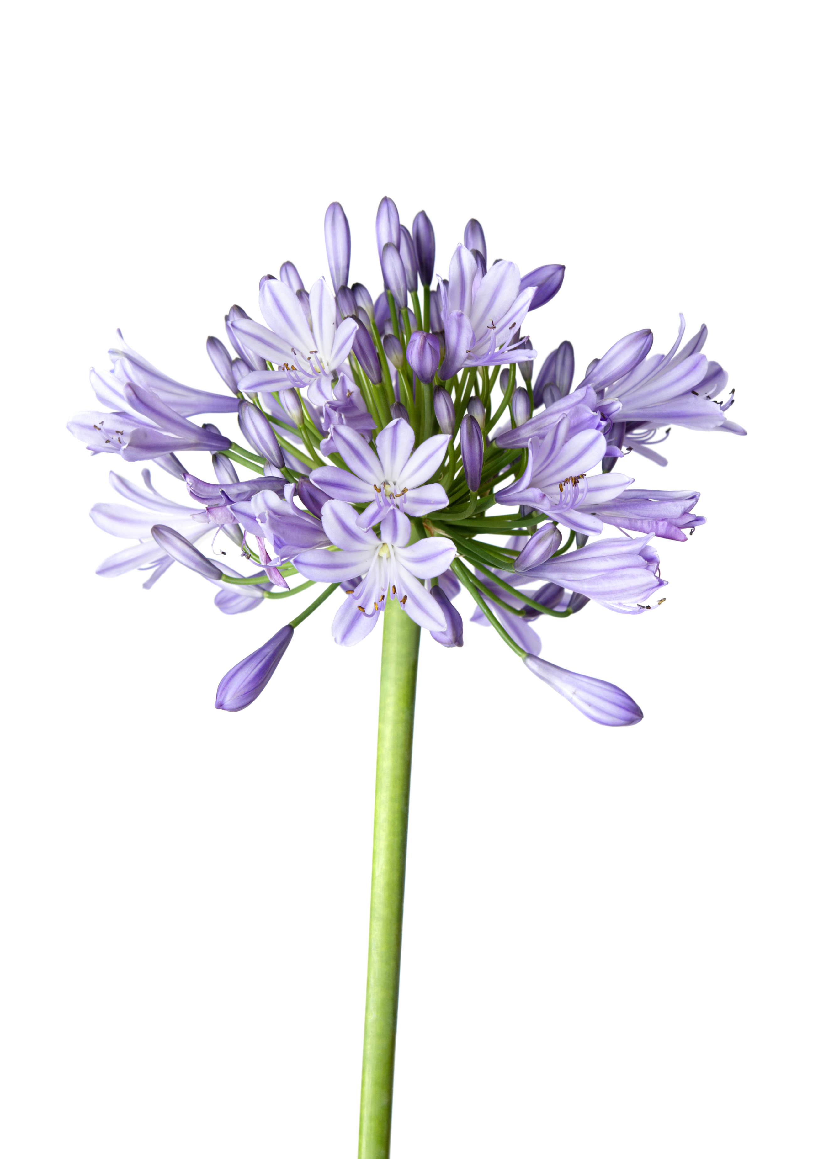 Is agapanthus best sale poisonous to dogs