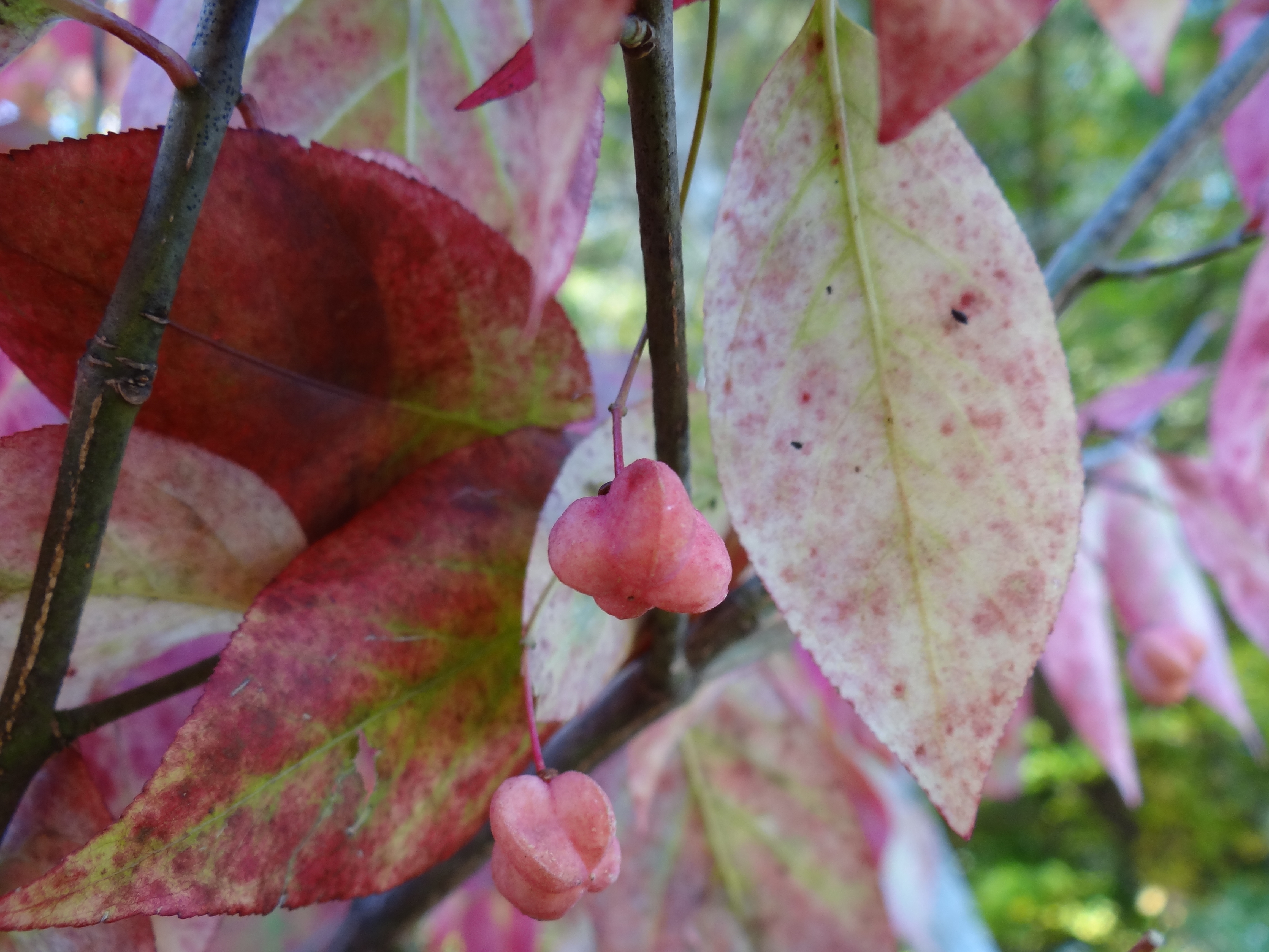 Is euonymus toxic to sales dogs