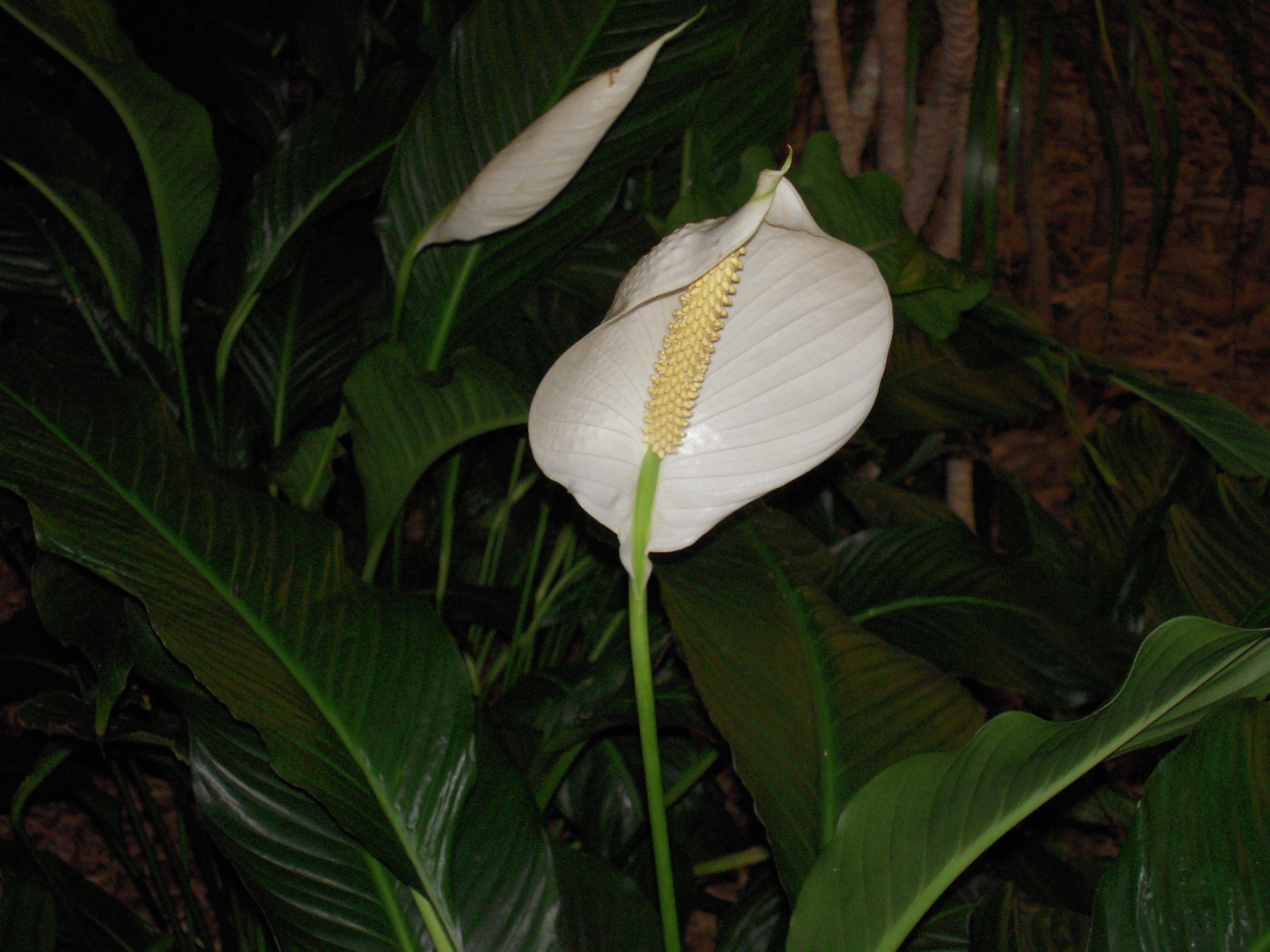 peace lily toxic for dogs
