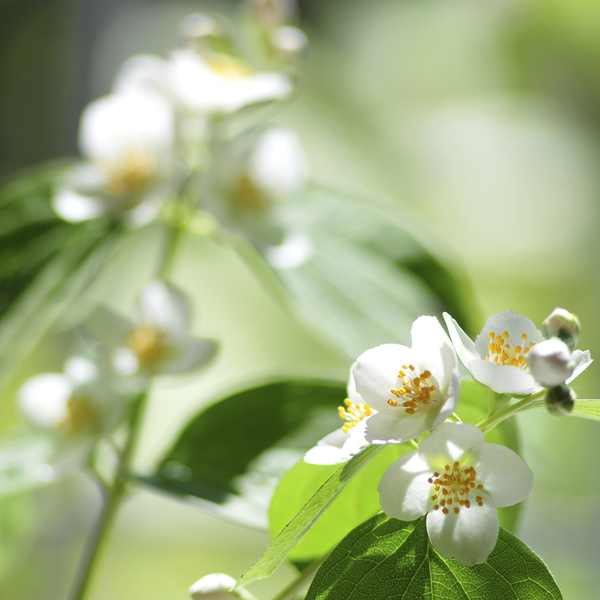 is mock orange poisonous to dogs