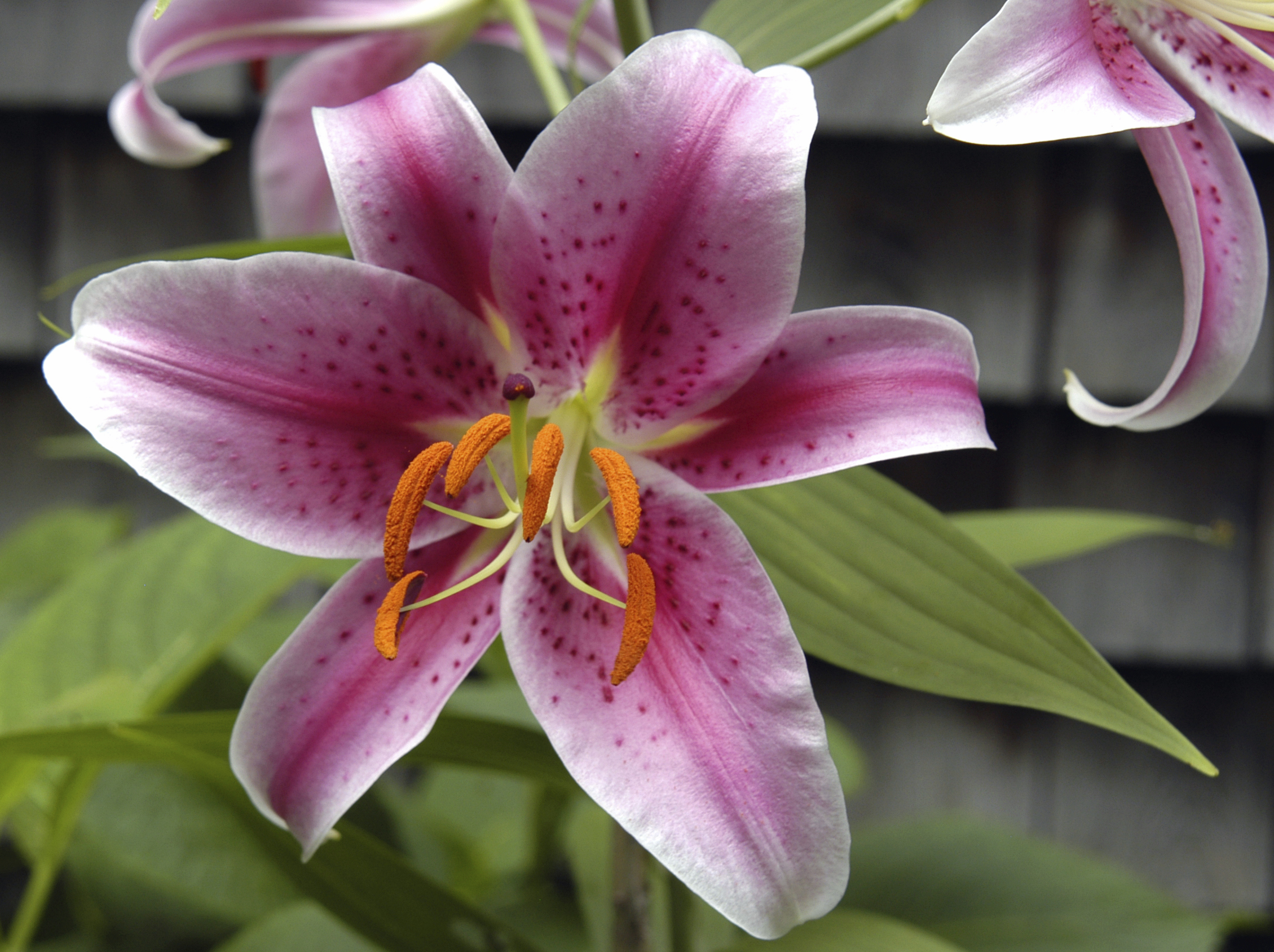 are tiger lilies toxic to dogs