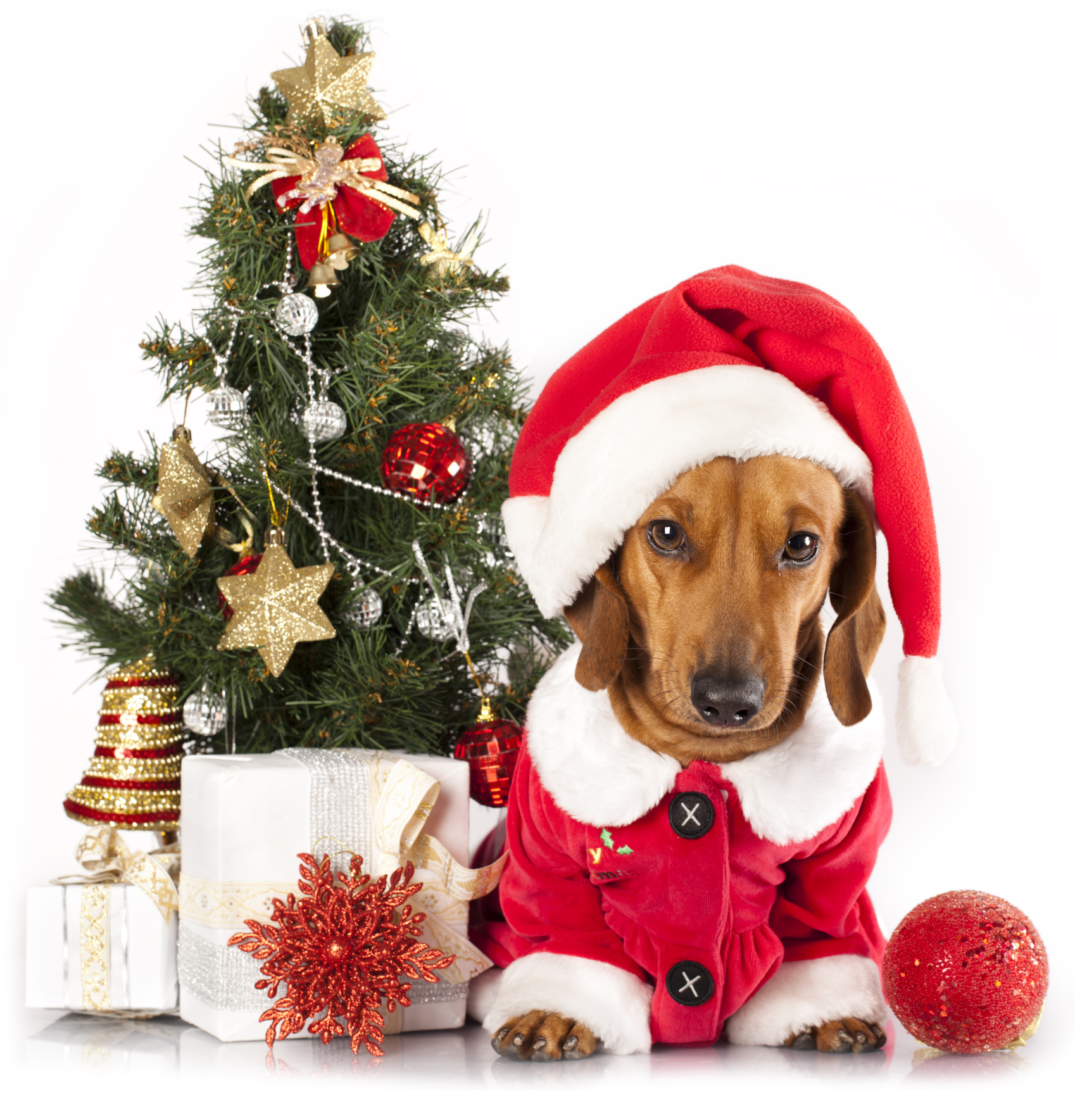 Top 93+ Pictures Christmas Photos With Dogs Completed