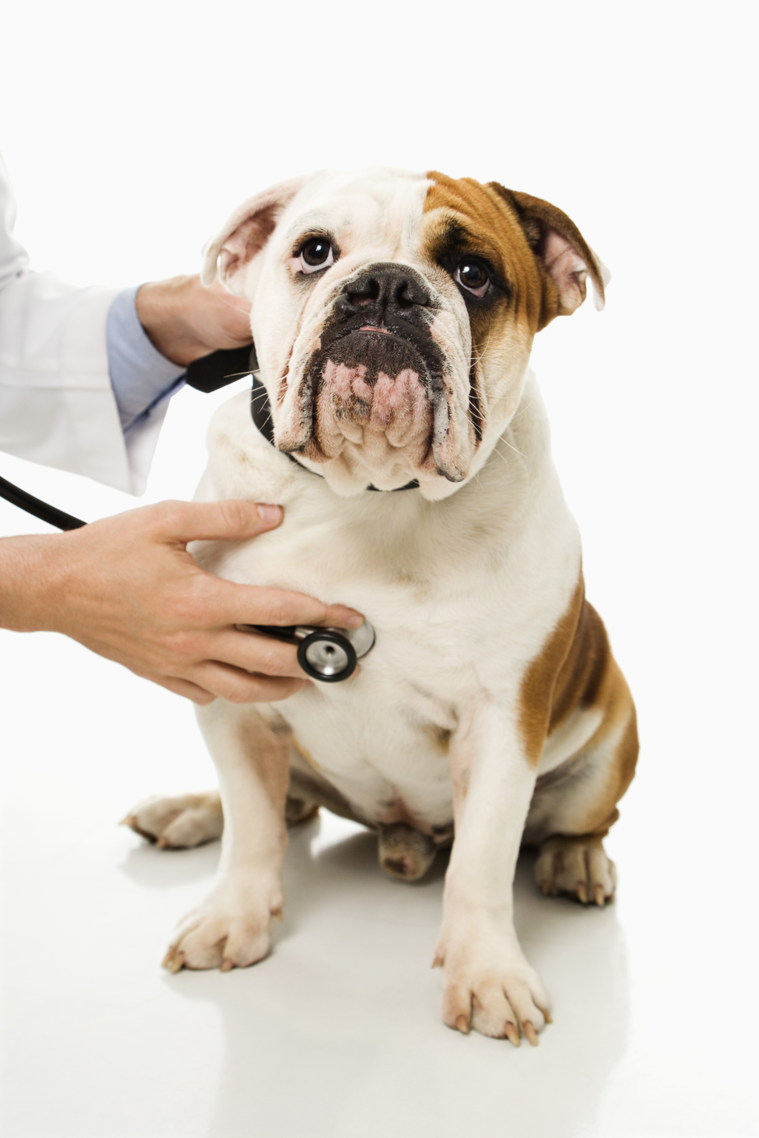 how long does it take to show signs of rabies in a dog