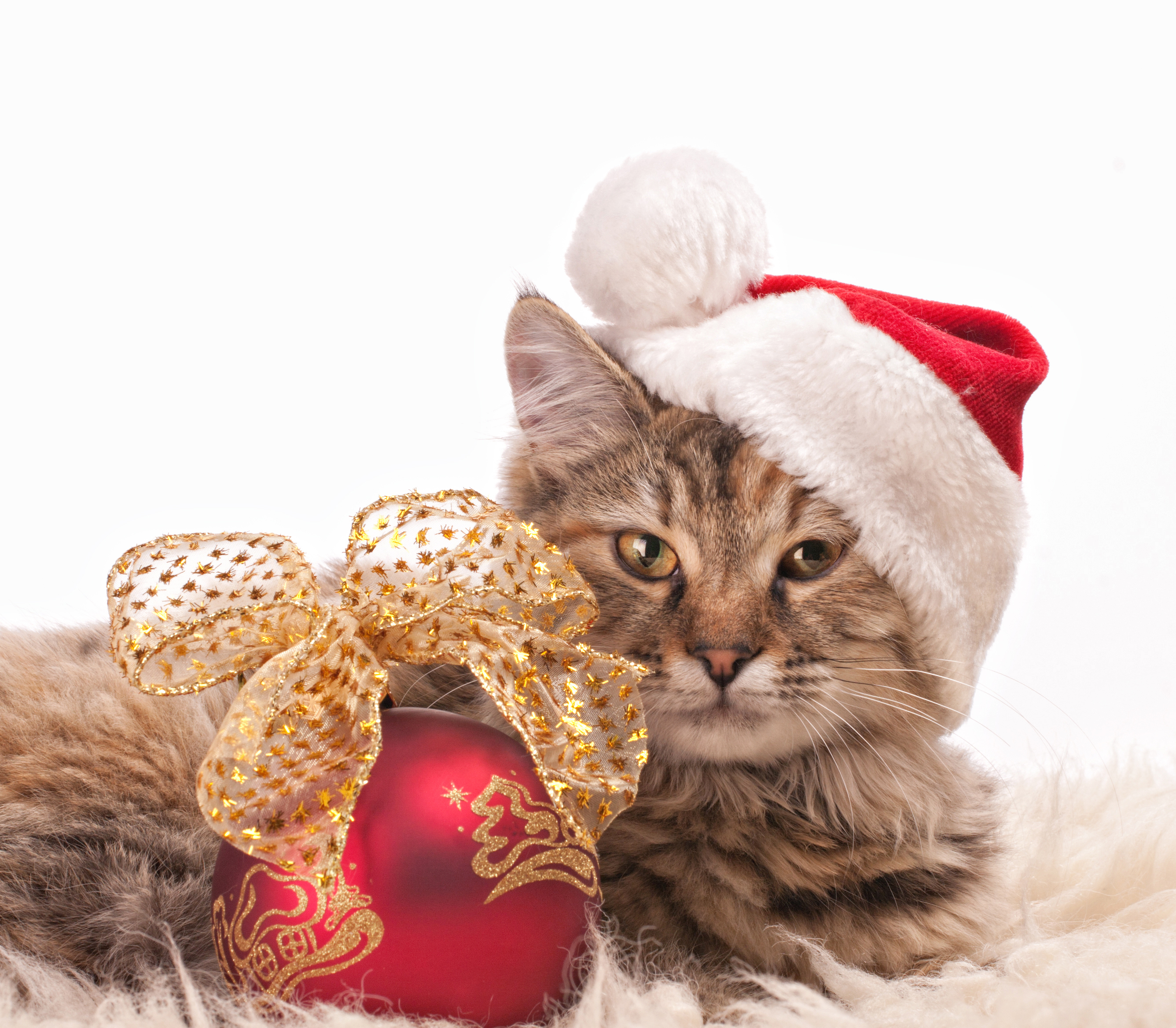 Cats and Christmas Trees - Pet Poison Helpline
