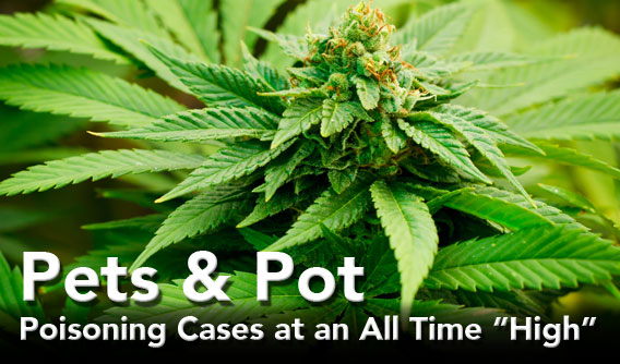 Pets And Pot - Cases At An All Time High 